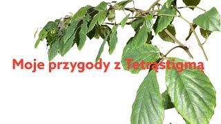 MOJE PRZYGODY Z tetrastigma 🪴🪴🪴Tetrastigma Voinierianum [upl. by Ajile61]