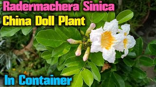 China Doll  Radermachera sinica Fragrant Flower Plant Permanent khushbudar paudha Summer season me [upl. by Novonod]