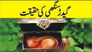 What is Gidar Singhi  Interesting Facts of Gidar Sighi  Urdu Documentaries [upl. by Pantia584]