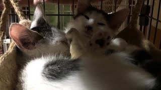 猫活報告15日目 猫の賢さチェック①爪切り・壁ドン・ハーネス編 [upl. by Gwenn973]