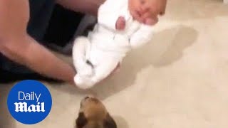 A Chihuahua dog is so happy to meet a new born baby  Daily Mail [upl. by Micah]