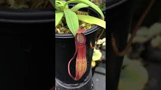 Nepenthes ventricosa x hamata BE3672 [upl. by Wardieu]