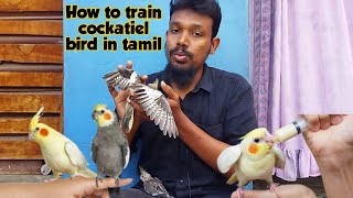 how to train cockatiel bird tamilhow to tame baby cockatiel [upl. by Olifoet]