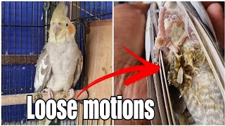 How to Treat Loose Motions in Cockatiels  3 Steps Guide  All About Pets Hindi [upl. by Hafital]