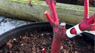 Arum Hellebores and pruning winter dogwoods [upl. by Cogan733]