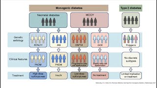 Maybe its MODY An Introduction to Monogenic Diabetes Webinar 2023 [upl. by Ecraep]