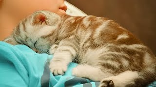 Cats Love To Sleep With Their Owner  Sweetest Cat And Owner Moments [upl. by Hauger]