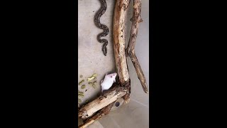 Serpiente boa mata y se come un ratón víbora masacuata [upl. by Ainafetse414]