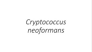 Cryptococcus neoformans  Microbiology [upl. by Natanoy]