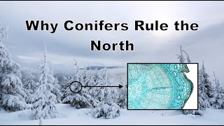 Why Do Conifers Rule the North [upl. by Adnuhsar]