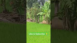 Paddy Farming in Our Land  Natural Paddy Farming  Pandavar Boomi Song  Beautiful View of my Land [upl. by Frantz]