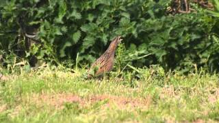 Corncrake on Uist [upl. by Iel]