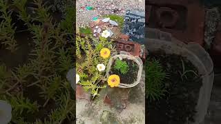 Portulaca dormancy period mein sev kaise karen plants lover Nisha [upl. by Navak]