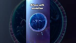 Mitosis With Animation celldivisionmitosis cell cellbiology [upl. by Rehpotsirhc353]