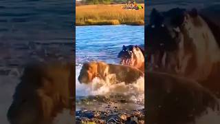 Lion is attacked by Hippopotamus in the water Shorts Video 😋lion hippo hippopotamus attack [upl. by Gillette]