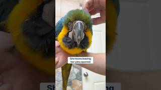 Macaw Pin Feather Time  Which Pins Are Ready to Open [upl. by Pegasus32]