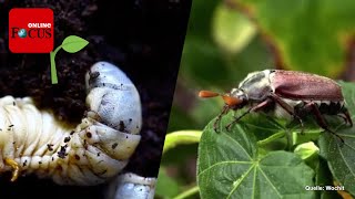 Junikäfer im Garten Schädlinge erkennen und einfach bekämpfen [upl. by Ellenid30]