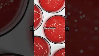 How Bacteria Become Resistant to Antibiotics [upl. by Lebiralc]