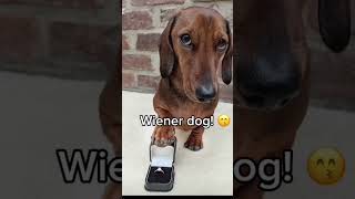 Wiener Dog Wiener dog wienerdogfunny [upl. by Camm]