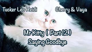 Fun Bedtime Story For Kids  Tucker Leo Heidi Cherry amp Vaya  Mr Kitty Part 12 Saying Goodbye [upl. by Haikan]