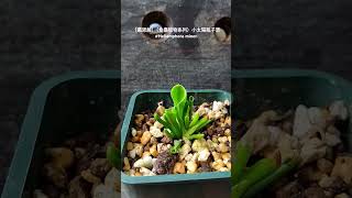 ［慕思蕨］（食蟲植物系列）小太陽瓶子草Heliamphora minor [upl. by Nwadahs]