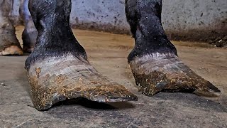 These Hooves Were In Terrible Condition How Can People Let This Happen  Satisfying Restoration [upl. by Brittne227]