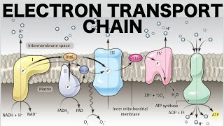 Electron Transport Chain Oxidative Phosphorylation [upl. by Halona371]