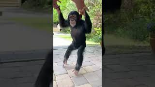 DANCING MONKEY [upl. by Yelssew]