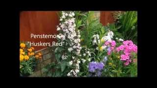 Penstemon huskers Red in flower help care and propagation [upl. by Mungam]