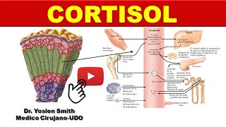 CORTISOL HORMONA DEL ESTRÉS ¡FÁCIL [upl. by Aveneg]