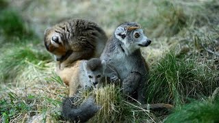 Lémurien gazelle potamochère Découvrez les bébés du Parc animalier dAuvergne [upl. by Nylazor]