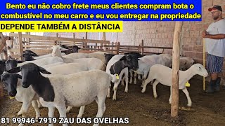 ZAU DAS OVELHAS VENDA DE ANIMAIS EM SANTA CRUZ DO CAPIBARIBEPE [upl. by Ahseya]