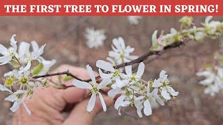 Part 3 Appalachian Trail Series Serviceberry or Shadbush flowers before any leaves show [upl. by Eniarol]