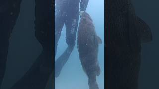 Spearfishing music nature relaxingmusic adventure love fishing [upl. by Nyrat]