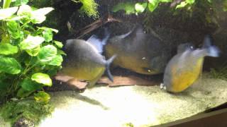 Piranhas feeding [upl. by Kosse]