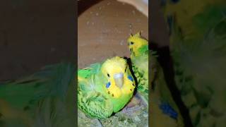 Hagoromo bajri parrot birds budgis shorts viralvideo birdslover pengoin [upl. by Ecirtap533]