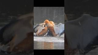 Ruddy shelduck fighting for breeding nesting season [upl. by Yde809]