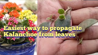 Propagate Kalanchoe plant from leaves  How to grow kalanchoe from cuttingsleaves [upl. by Hoye972]