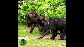 Fighting Grandma Chimp shorts funnyanimals [upl. by Eenwat]