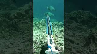 Easy to Spear Gentle Giant Bumphead Parrot fish [upl. by Kitchen]