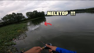 toman lake heaven part 2 casting fishing giantsnakehead [upl. by Tapes]