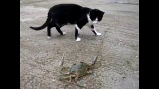 Cats amp Crabs fighting compilation [upl. by Eldwon680]