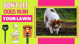 Best Dog Repellent For Lawns  Dont Let Dogs Ruin Your Lawn [upl. by Mya]