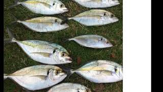 Mallacoota Fishing edit Kingfish big Trevally and more [upl. by Ihcelek]