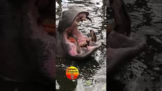 Hungry Hippo animals [upl. by Nidya]