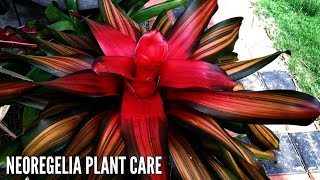 NEOREGELIA PLANT CARE  BROMELIAD NEOREGELIA CARE  BROMELIAD PLANT CARE [upl. by Mamie]