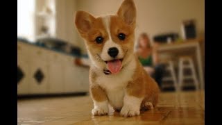 Funny Corgi Video Compilation  Cutest Corgis of 2018 [upl. by Thornton]