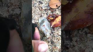 Found Smoky Quartz At The Abandoned Mine quartz crystals quartzcrystals mining quartzlover [upl. by Vidovic]