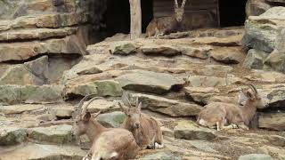 Siberian ibex Capra sibirica positive welfare rumination at Zoo Berlin [upl. by Mcfadden]