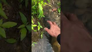 Cá khủng dưới suối shortvideo fishing youtubeshorts fish nature [upl. by Eniaj]